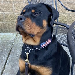 Rottweilers from Muletown Rotties