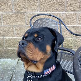 Rottweilers from Muletown Rotties