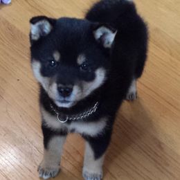 Schipperkes and Shiba Inu from Aria Show Dogs