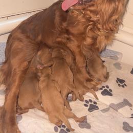 Louis Sable - Red male Cavapoo puppy in Fairmont, West Virginia from Ruby Heirloom Companions