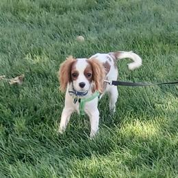 Nemo - Cavalier King Charles Spaniel