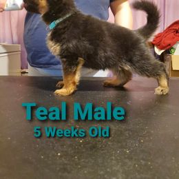 German Shepherd Puppies from It Must Be Kismet Kennels (IMBKK)