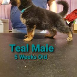 German Shepherd Puppies from It Must Be Kismet Kennels (IMBKK)