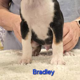 Bradley - Black tan and white male Rat Terrier puppy in Divide, Colorado from Outlaw Farm and Kennel
