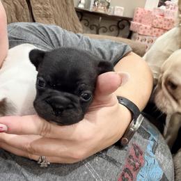 Violet - Liver female French Bulldog puppy in Delhi, Louisiana from 4T Ranch