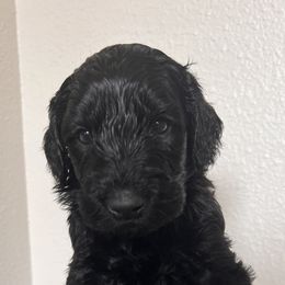 Schnoodle Puppies from Gooch Canines (Giant Schnoodles)