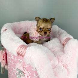 Little Rock - Fawn female Chihuahua puppy in Anderson, South Carolina from Lil Treasures Chihuahuas