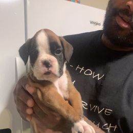 Girl 1 - Fawn Boxer puppy in Kansas, Missouri from Gardner’s Euro Boxers (Von Der Sieger)