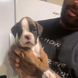 Girl 1 - Fawn Boxer puppy in Kansas, Missouri from Gardner’s Euro Boxers (Von Der Sieger)