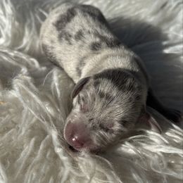 Male 1 - Dapple male Dachshund puppy in El Campo, Texas from Creamer Creek Kennel