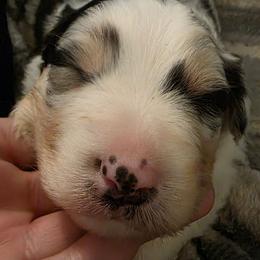 Two - Blue merle male Australian Shepherd puppy in Albany, Oregon from Red Cloud Australian Shepherds and DeGray Great Danes & Bulldogs