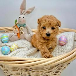 Boy 1 - Apricot male Maltipoo puppy in Melissa, Texas from Southern Love Cavapoos & Maltipoos