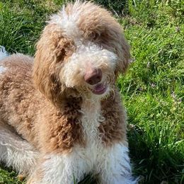 Goldendoodles from Duke's Doodles