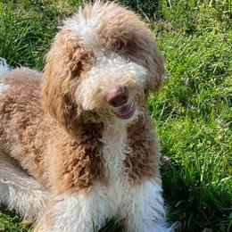 Goldendoodles from Duke's Doodles