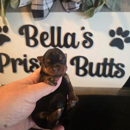 Oakland - Black and gold female Yorkshire Terrier puppy in Clermont, Florida from Bella's Prissy Butts