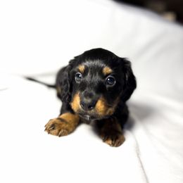 Dachshund Puppies from Lucky B Dachshund’s