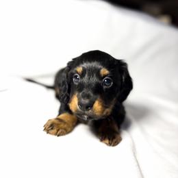 Dachshund Puppies from Lucky B Dachshund’s