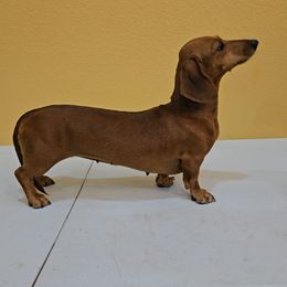 Raven - Dachshund