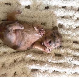 JellyBean - Dapple female Dachshund puppy in Molino, Florida from Dooney's Dachshunds