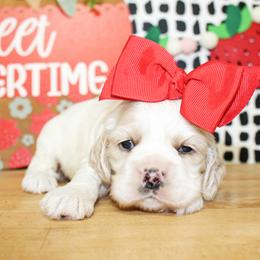 Emma - Buff and white female Cocker Spaniel puppy in Rattan, Oklahoma from Double M Cocker Spaniels