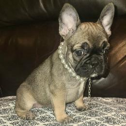 Givenchy - Fawn female French Bulldog puppy in Graham, Washington from Kristy's French Bulldogs & Mini Schnauzers