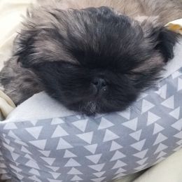 Pekingese Puppies from Richards Root River Pekingnese