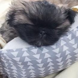 Pekingese Puppies from Richards Root River Pekingnese