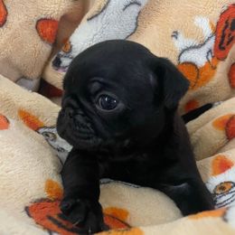 Tina - Black female Pug puppy in Hanover, Virginia from Pure Pugs