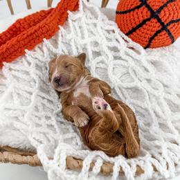 Dunk - Red  male Goldendoodle puppy in Jamestown, Kentucky from Milk & Honey Doodles