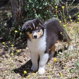 Rubius Hagrid - Black tri-color male Australian Shepherd puppy in Tehachapi, California from Boundless Joy Aussies