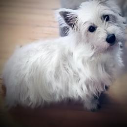 Pepper - West Highland White Terrier