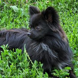 Moon - Pomeranian
