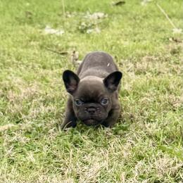 French Bulldog Puppies from Teak’s Texas Frenchie’s