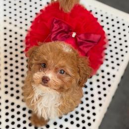 Freya - Red  female Poodle puppy in Davie, Florida from Dave Poodles