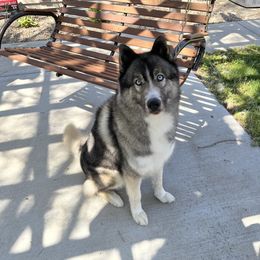 Azzaro - Siberian Husky