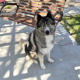 Azzaro - Siberian Husky