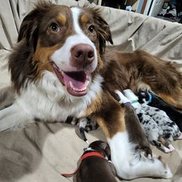 Miniature Australian Shepherd Puppies from Bornagain Paws