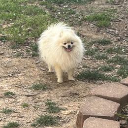 Ranger - Pomeranian