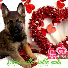 Green collar - Sable male German Shepherd puppy in Canterbury, Connecticut from Nachtwaechter German Shepherds, LLC