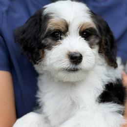 Glory - female Golden Mountain Doodle puppy in Knoxville, Tennessee from RiverSong Doodles