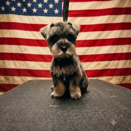 Kiwi - Liver male Miniature Schnauzer puppy in Commerce, Georgia from The Greys