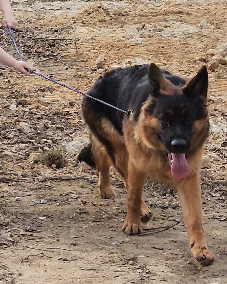 German Shepherd Puppies from Persevere Kennels