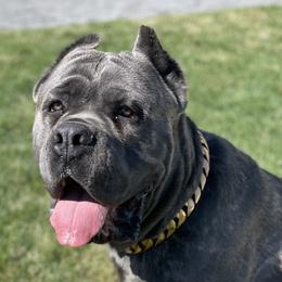 Mack - Cane Corso
