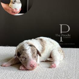 Sonora - Tri-color female Bernedoodle puppy in Tulsa, Oklahoma from The Poodle Co. Raising Doodles & Poodles