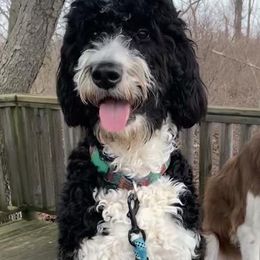 Bernedoodles from Great Lakes Doodlz