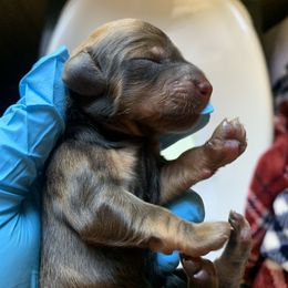Dachshund Puppies from L & A Dachshunds