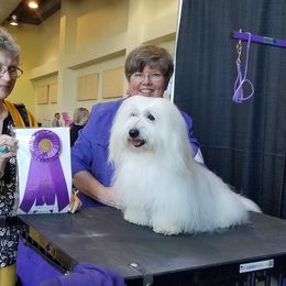 Coton de Tulear and Pembroke Welsh Corgi All Grown Up from Marnac