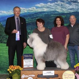 Old English Sheepdog All Grown Up from Redings Retreat