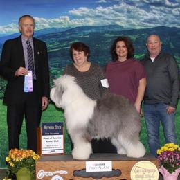 Old English Sheepdog All Grown Up from Redings Retreat