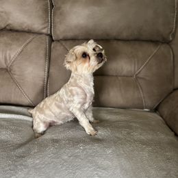 Annie - Yorkshire Terrier